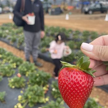 Kenny's Strawberry Farm - Fruits & Veggies Near Me - Fallbrook, California