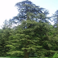 Le Castel de Bois Genoud - Crissier, Restaurant Bois-Genoud: Huge woods tree
