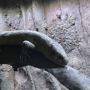 Wildlife Learning Center - Iguana - Zoos Near Me - Sylmar, California