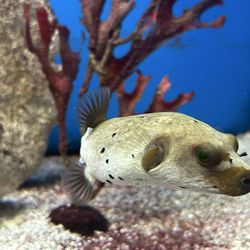 The Fish Room - Dog face fish amazing!