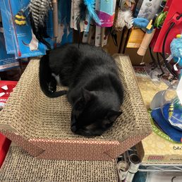 Chloe taking a snooze. I almost didn't notice her.