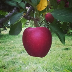 Behling Orchards - Red delicious ready for picking