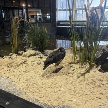 Monterey Bay Aquarium - A live bird! I think .... It wasn't moving but felt alive... - Aquariums Near Me - Monterey, California
