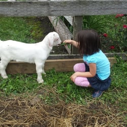 Erin's Farm - Playing with a baby goat