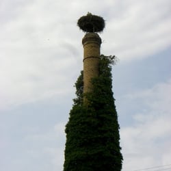 Storch in Schierstein