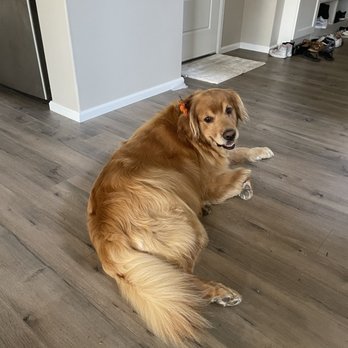 covington petco grooming