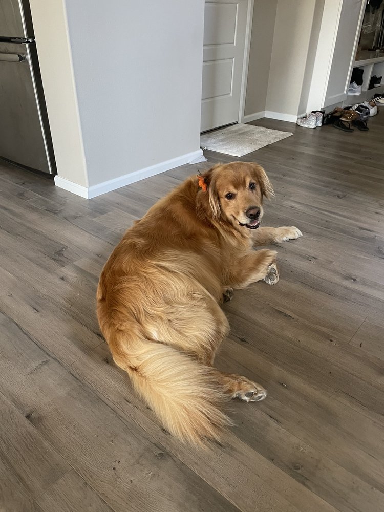 CY’S DOG WASH MOBILE GROOMING Updated September 2024 19 Reviews