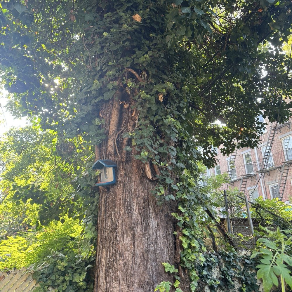 Tarzan Tree Removal - Big tree - Tree Services Near Me Tarzan Tree Removal - Big tree - Tree Services Near Me