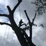 Cutshall's Tree Service