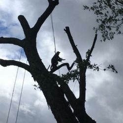 Cutshall's Tree Service - Line clearing & dangerous weight!