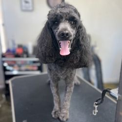 Christina's Doggie spa