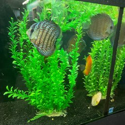 Salt water fish Salt water fish