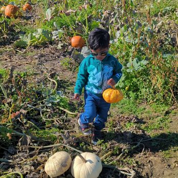 Thomas Family Farm - Pumpkins - Attraction Farms Near Me - Snohomish, Washington Thomas Family Farm - Pumpkins - Attraction Farms Near Me - Snohomish, Washington