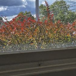 Luck-E Star Cafe - A dead daddy long legs on the window sill