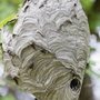Ant Vanced Pest Solutions