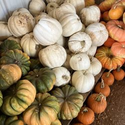 Texas Home & Garden 