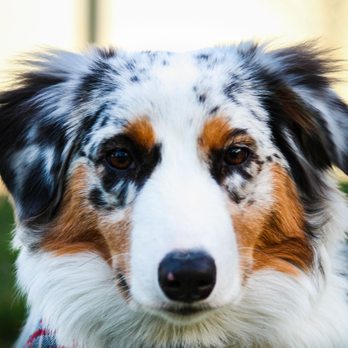 Rooted Dog Training - Ellie!!! - Pet Training Near Me