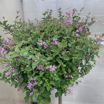 Rightway Garden Center - Around the nursery - Landscaping Near Me - Burlington, Kentucky