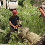 Photo of Brooke Tree Service