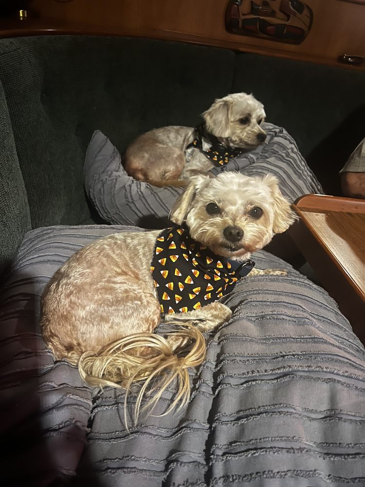 CDM DOG GROOMING Updated August 2024 18 Reviews 1673 Irvine Ave