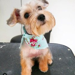 Orchid Island Dog Spa & Resort - Breed specific styling and custom cuts happen here!