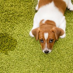 Mike's Carpet Care