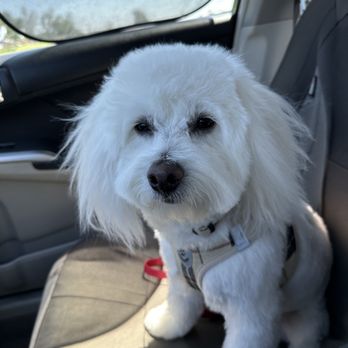 Ohana Pet Spa - Buddy all cleaned up - Pet Groomers Near Me - Mesa, Arizona Ohana Pet Spa - Buddy all cleaned up - Pet Groomers Near Me - Mesa, Arizona