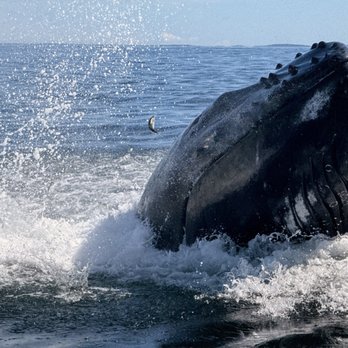 New England Eco Adventures - Boat Tours Near Me - Kennebunk, Maine