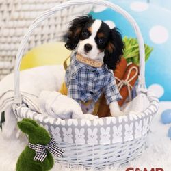 Camp Bow Wow Tampa Airport