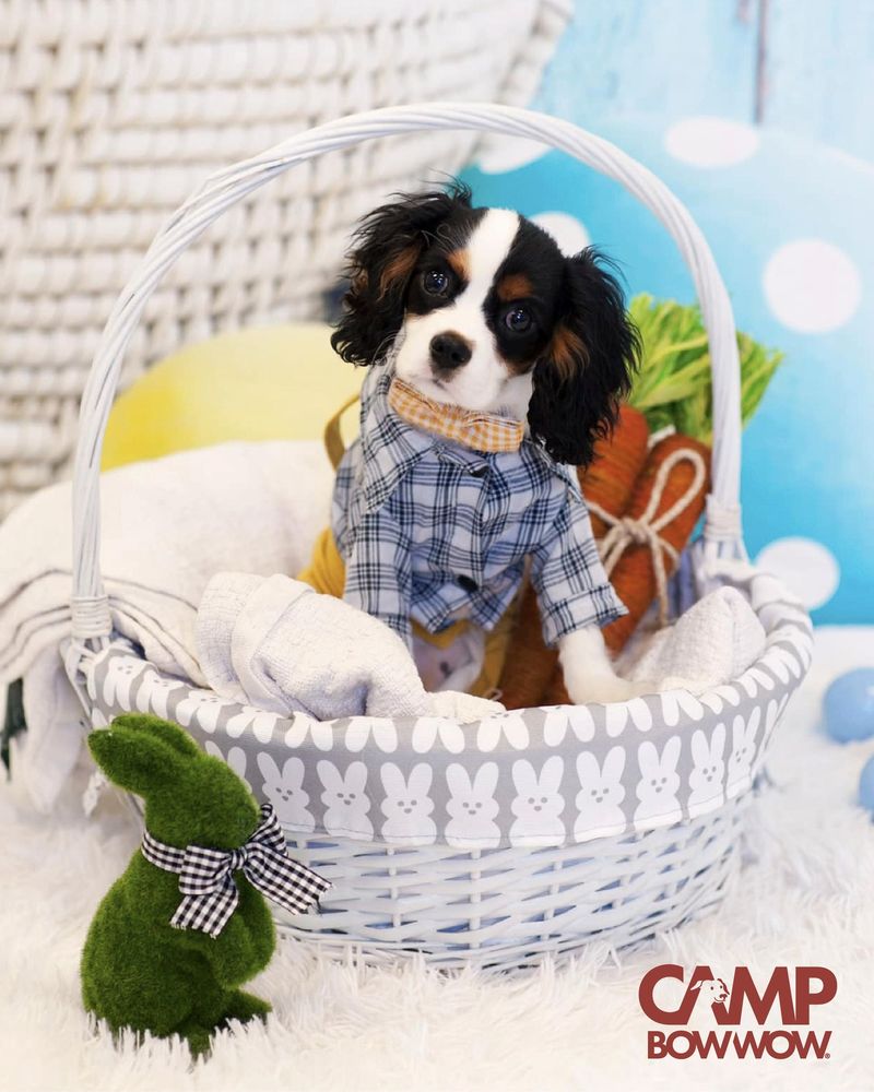 Camp Bow Wow Tampa Airport - pet boarding facility in Tampa, FL
