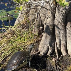 Anhinga Trail - Cooter turtle.