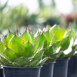 Arcadia Nurseries - Arcadia Nursery