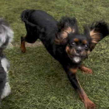 Almost Home Pet Retreat - Running Happy - Pet Sitting Near Me - Conroe, Texas Almost Home Pet Retreat - Running Happy - Pet Sitting Near Me - Conroe, Texas