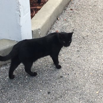 Crown Honda - Resident crown honda kitty - Auto Repair Near Me - Pinellas Park, Florida Crown Honda - Resident crown honda kitty - Auto Repair Near Me - Pinellas Park, Florida