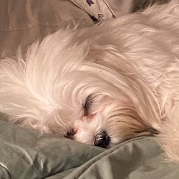 Dal Paso Animal Hospital - My sick puppy - Veterinarians Near Me - Hobbs, New Mexico Dal Paso Animal Hospital - My sick puppy - Veterinarians Near Me - Hobbs, New Mexico