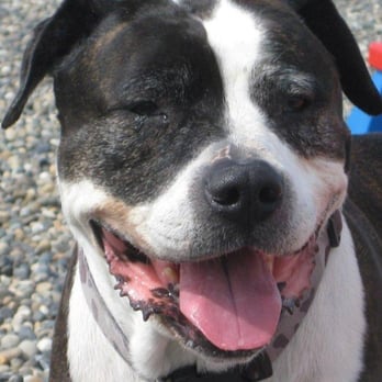 Camrose Kennels - Pet Sitting Near Me - Surrey, British Columbia
