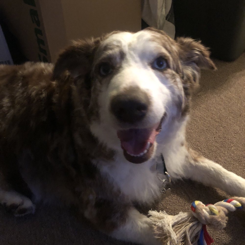 Petco - Dixie after her grooming at Petco!! - Pet Stores Near Me - Burbank, California Petco - Dixie after her grooming at Petco!! - Pet Stores Near Me - Burbank, California