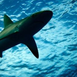 Snorkel Bob's Oahu - Spearfishing