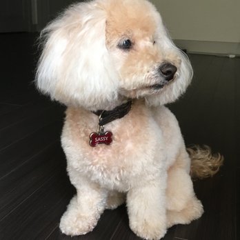 Austin Pet Stylist - Sassy's first grooming with Edith - Pet Groomers Near Me - Austin, Texas Austin Pet Stylist - Sassy's first grooming with Edith - Pet Groomers Near Me - Austin, Texas