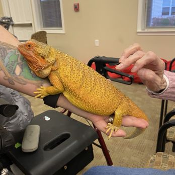 Autumn's Exotic Animals - Bearded dragon - Specialty Schools Near Me - Springfield, Illinois