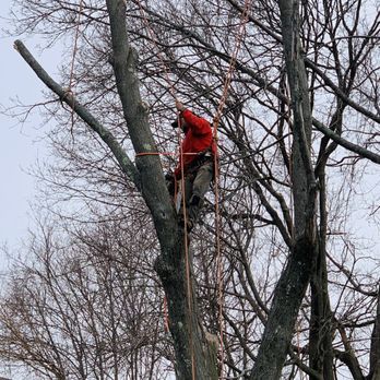 Dibona Landscaping - a man in a tree - Landscaping Near Me - Quincy, Massachusetts