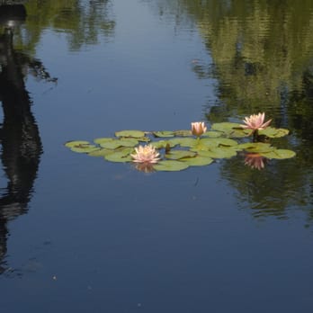 Brookgreen Gardens - water lillies - Museums Near Me - Murrells Inlet, South Carolina Brookgreen Gardens - water lillies - Museums Near Me - Murrells Inlet, South Carolina