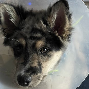 Animal Samaritans Veterinary Clinic Thousand Palms - Nami recovering from her spay. - Pet Services Near Me - Thousand Palms, California