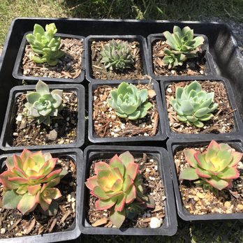 Martinez Nursery - Nurseries & Gardening Near Me - Buena Park, California Martinez Nursery - Nurseries & Gardening Near Me - Buena Park, California