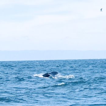Discovery Whale Watch - Whale's tail fin - Whale Watching Tours Near Me - Monterey, California Discovery Whale Watch - Whale's tail fin - Whale Watching Tours Near Me - Monterey, California