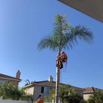 Environmental Green Tree Care - Last couple of trims! - Tree Services Near Me