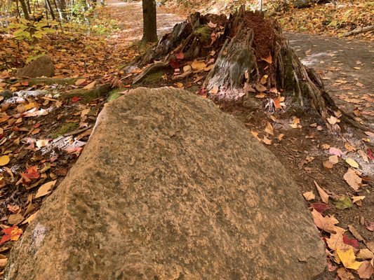 Algonquin Provincial Park by null