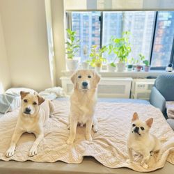 Symphony Veterinary Center - How lovely they are.. I try all my best for them. Please don't let my babies get discriminated only because I am a woman or an Asian.