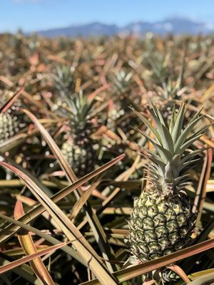 Maui Pineapple Tour by null