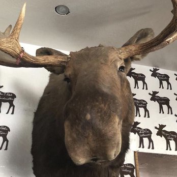 Big Bear Moose Lodge - As soon as you walk in you get to see this Moose! - Social Clubs Near Me - Fawnskin, California